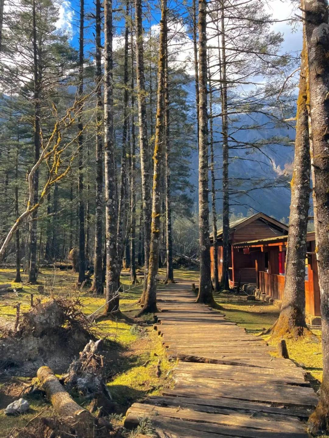 Yunnan forest boardwalk